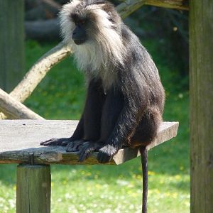 Lion-Tailed Macaque