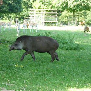 Brazillian Tapir in the Deer Park