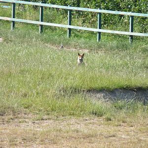 Fox in the Rhino Paddock