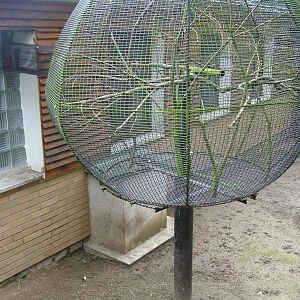 Callitrichid outdoor exhibit at Olomouc 30/05/10