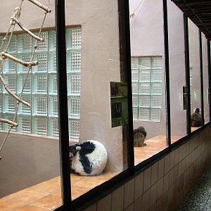 Primate House at Olomouc 30/05/10