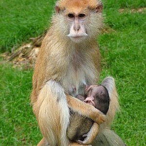 Patas Monkey Suckling Youngster at Olomouc 30/05/10