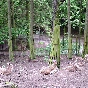 Siberian Ibex at Olomouc 30/05/10