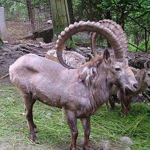 Siberian Ibex at Olomouc 30/05/10