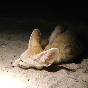 Fennec Fox at Olomouc 30/05/10