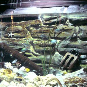 Sharkbait Reef by SeaLife @ Alton Towers, 26/06/10