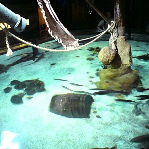 Sharkbait Reef by SeaLife @ Alton Towers, 26/06/10