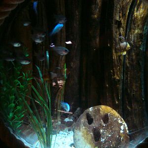 Sharkbait Reef by SeaLife @ Alton Towers, 26/06/10