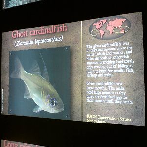 Sharkbait Reef by SeaLife @ Alton Towers, 26/06/10