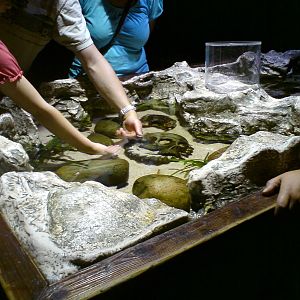 Sharkbait Reef by SeaLife @ Alton Towers, 26/06/10