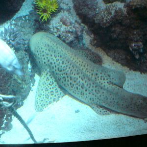 Sharkbait Reef by SeaLife @ Alton Towers, 26/06/10