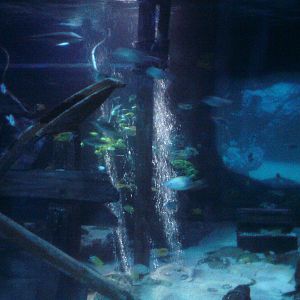 Sharkbait Reef by SeaLife @ Alton Towers, 26/06/10