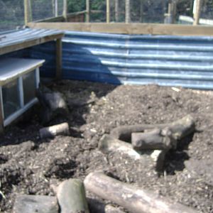 Crested Porcupine Axe Valley