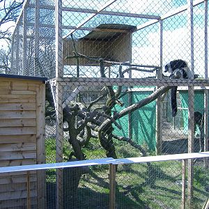 Black and White Ruffed Lemur Axe Valley