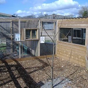 Skunks and Civets Axe Valley