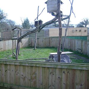 Tree Porcupine Axe Valley