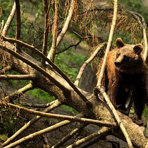 Brown bear at Wildpark Schwarze Berge