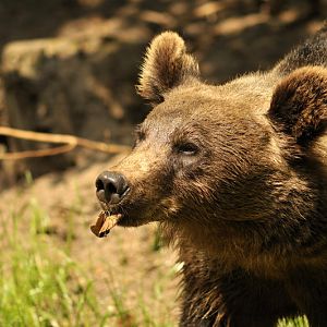 Brown bear at Wildpark Schwarze Berge
