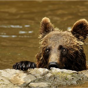 Brown bear at Wildpark Schwarze Berge