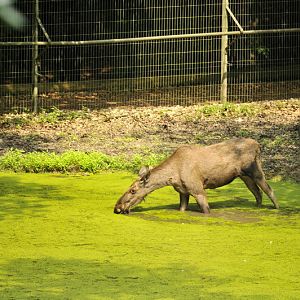 Moose at Wildpark Schwarze Berge