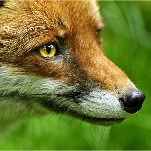 Red fox at Wildpark Schwarze Berge