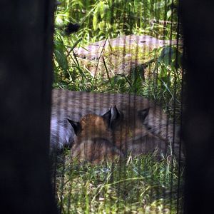 Baby lynx at Wildpark Schwarze Berge