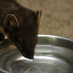 Tree marten at Wildpark Schwarze Berge
