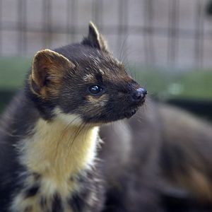 Tree marten at Wildpark Schwarze Berge