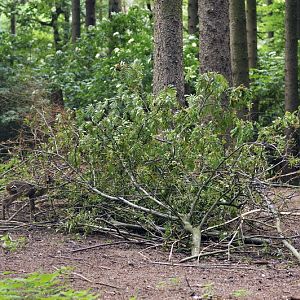 Roe deers at Wildpark Schwarze Berge
