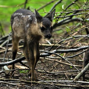 Baby roe deer at Wildpark Schwarze Berge