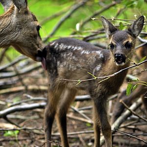 Baby roe deer at Wildpark Schwarze Berge