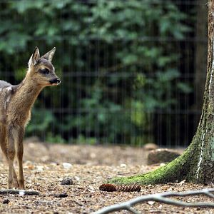 Baby roe deer at Wildpark Schwarze Berge