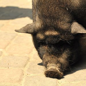 Vietnamese potbelly at Wildpark Schwarze Berge