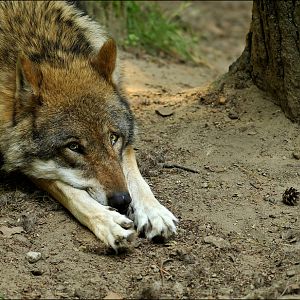 European wolf at Wildpark Schwarze Berge