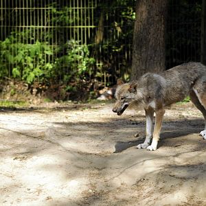 European wolf at Wildpark Schwarze Berge
