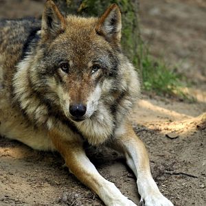 European wolf at Wildpark Schwarze Berge