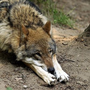 European wolf at Wildpark Schwarze Berge
