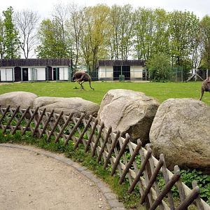 Ostrich exhibit at Tierpark Wismar