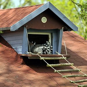 Lemur-island at Tierpark Wismar