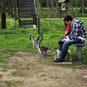 Lemur-island at Tierpark Wismar