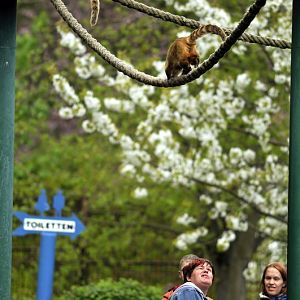 Coatis at Tierpark Wismar