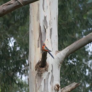 Adelaide Rosella - wild