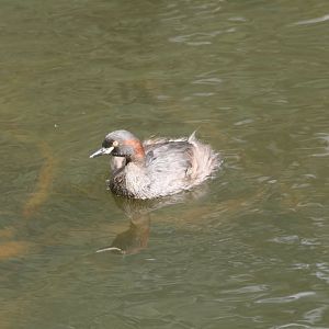 Australasian Grebe