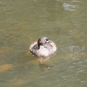 Australasian Grebe