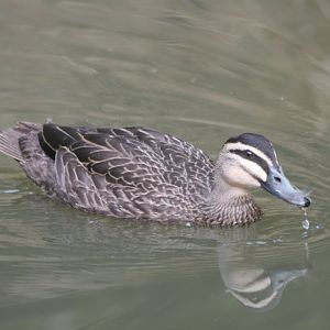 Pacific Black Duck