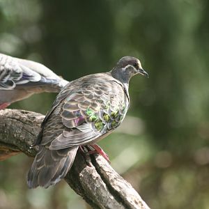Common Bronzewing