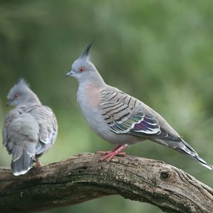 Crested Pigeons