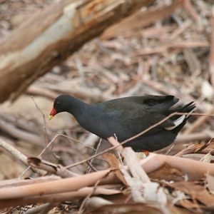 Dusky Moorhen