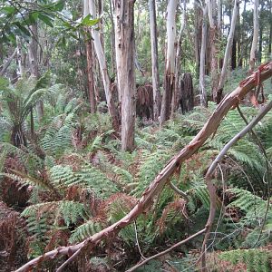 Eucalypts and Ferns