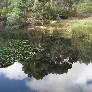 Pond and reflection